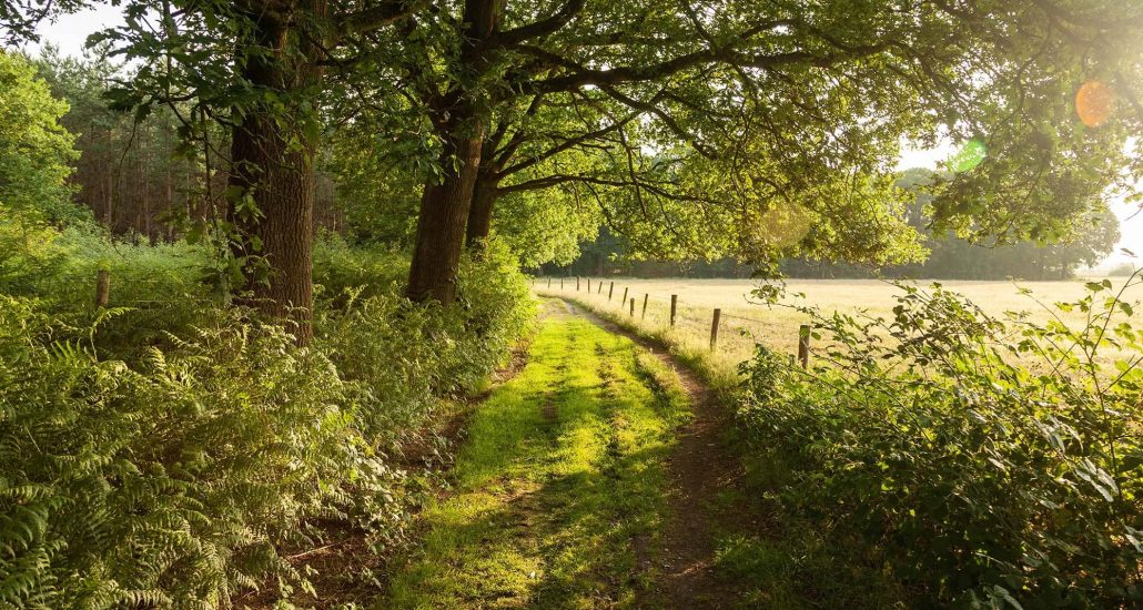 A beautiful shot of sunrise in the country road of netherlands